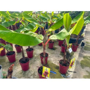 Banánovník červený (Musa acuminata) ´RED DACCA´ - výška 60-80 cm, kont. C12L 
